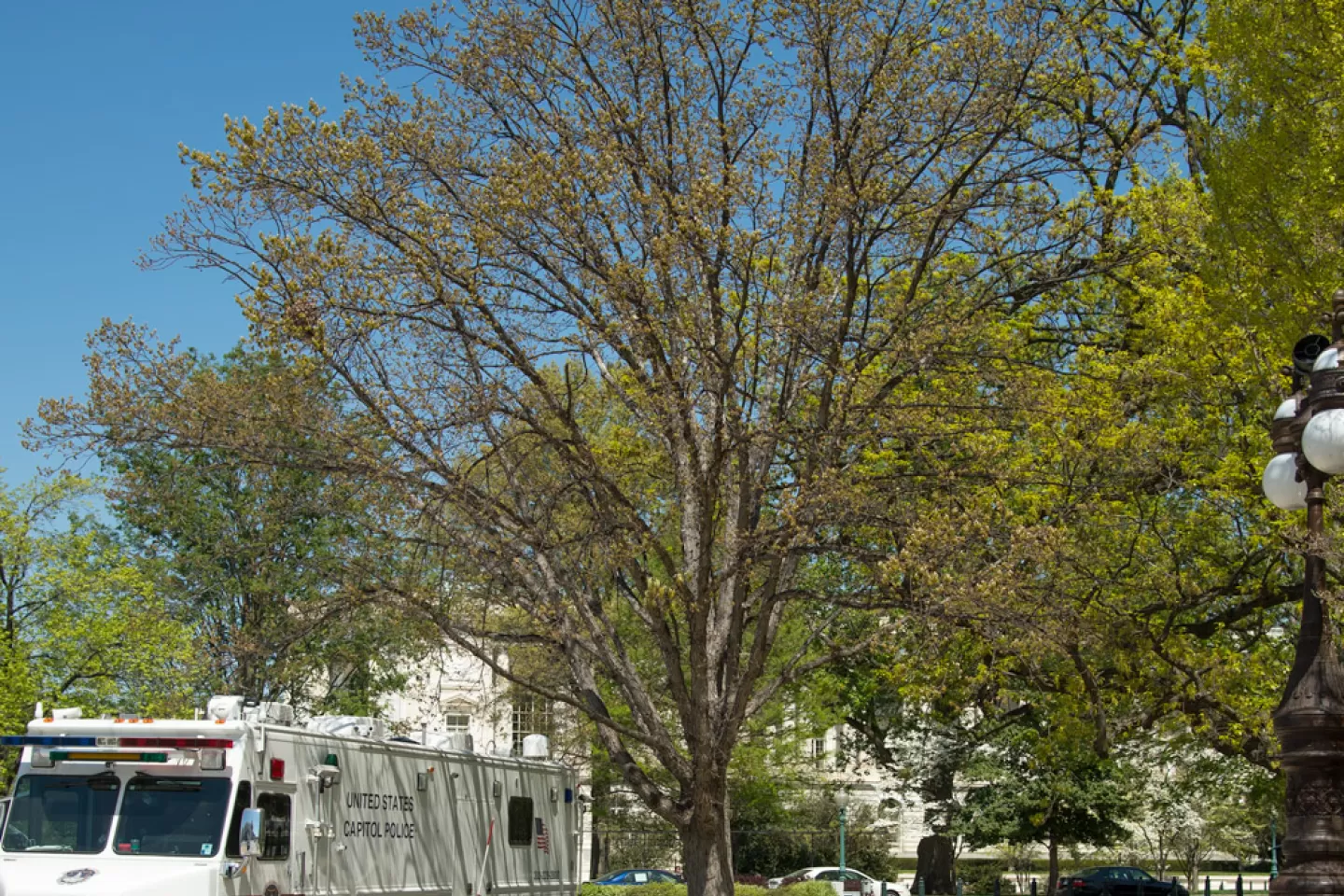 Tree for the state of Maryland on the U.S. Capitol Grounds during spring.