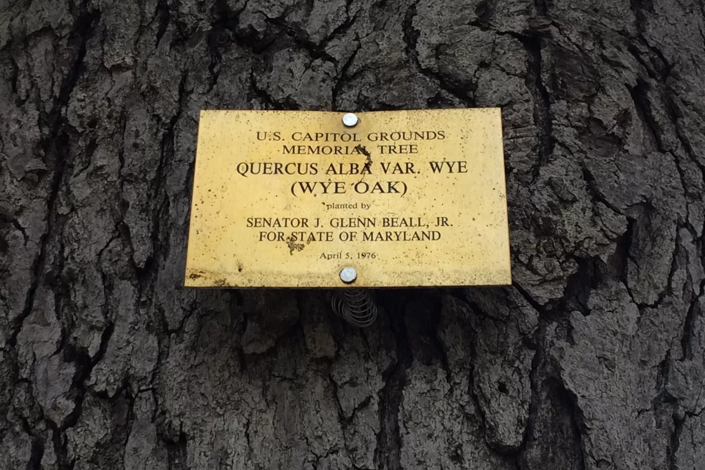 Plaque that reads: U.S. Capitol Grounds  Memorial Tree    Quercus alba var. wye  (Wye Oak)   planted by   Senator J. Glenn Beall, Jr.  For State of Maryland   April 5, 1976