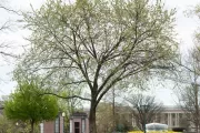 The Liberty Elm tree on the U.S. Capitol Grounds during spring.
