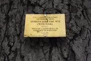 Plaque that reads: U.S. Capitol Grounds  Memorial Tree    Quercus alba var. wye  (Wye Oak)   planted by   Senator J. Glenn Beall, Jr.  For State of Maryland   April 5, 1976