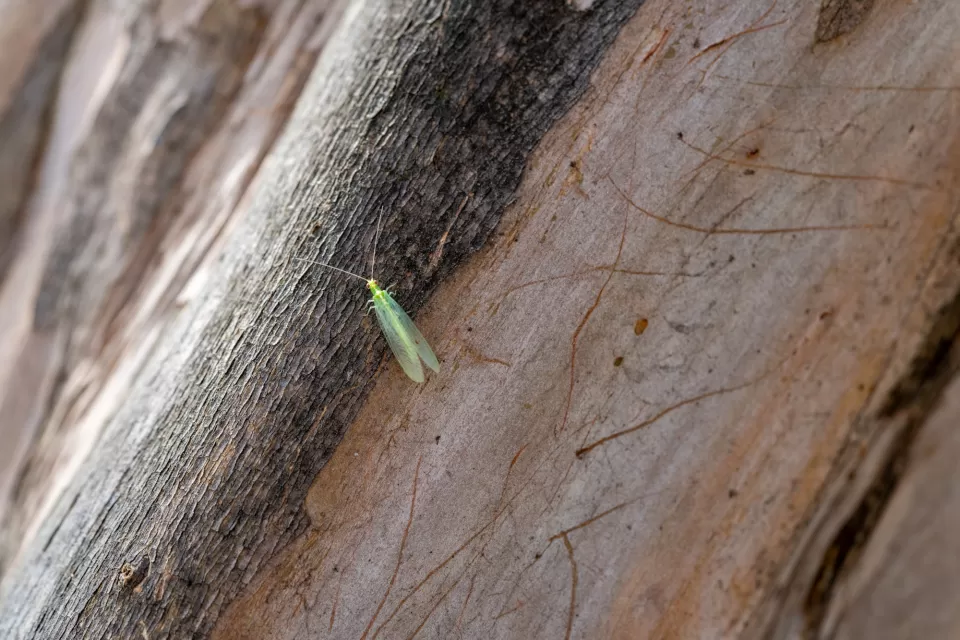 Picture containing tree, wood, insect.